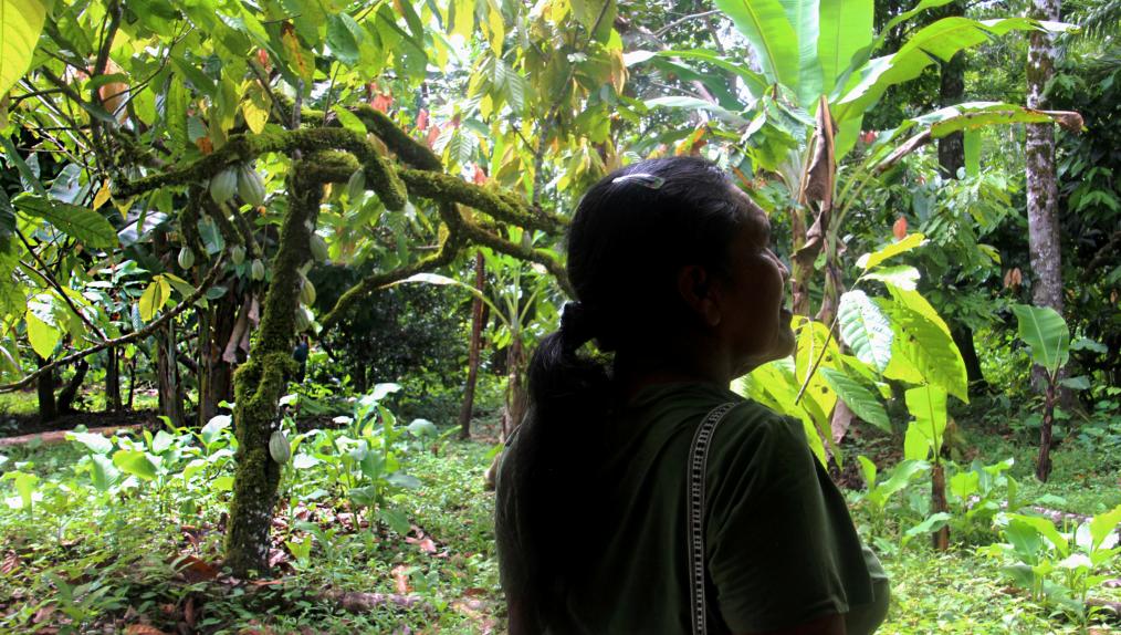 For Costa Rica’s Indigenous Bribri women, agroforestry is an act of resistance and resilience